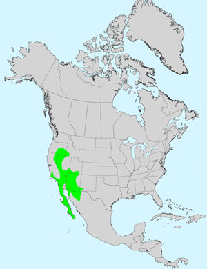 North America species range map for Smooth Desertdandelion, Malacothrix glabrata: Click image for full size map.